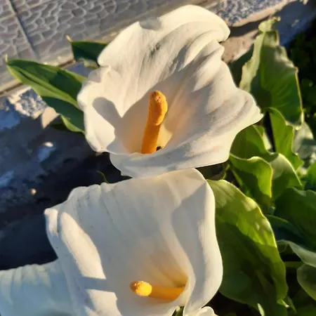 Casaenos Granadilla de Abona