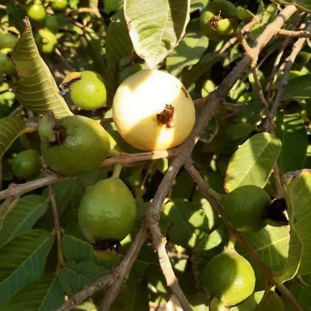 Casaenos 아파트 그라나딜라데아보나